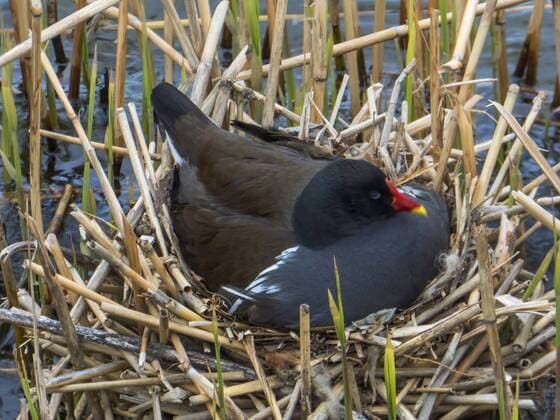 Teichhuhn, Teich-Huhn, Teichralle, Teich-Ralle (Gallinula chloropus), auf dem Nest im Schilf, Deutschland, Schleswig-Holstein, Nordfriesland, Hallig Hooge moorhen (Gallinula chloropus), on the nest in reed, Germany, Schleswig-Holstein, Northern Frisia, Hallig Hooge BLWS460418 Copyright: xblickwinkel H.xBaesemannx