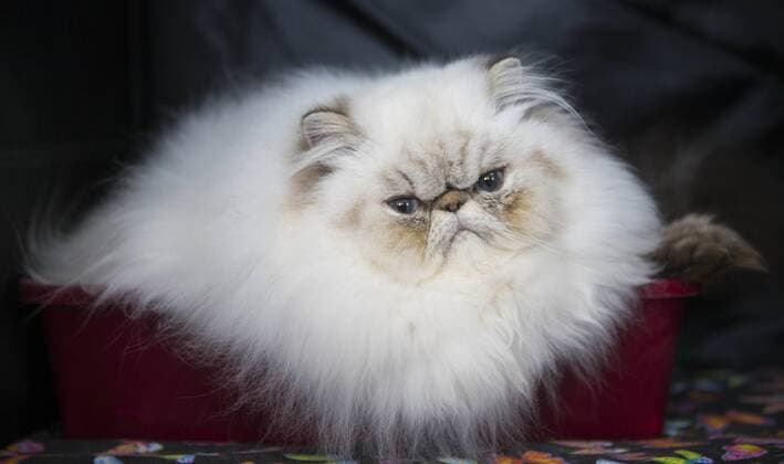 (170828) -- TORONTO, Aug. 28, 2017 -- A pet cat is seen during a cat competition at Canadian National Exhibition in Toronto, Canada, Aug. 27, 2017. More than 125 cats from Canada participated in the competition on Sunday. ) (jmmn) CANADA-TORONTO-CAT SHOW COMPETITION ZouxZheng 
