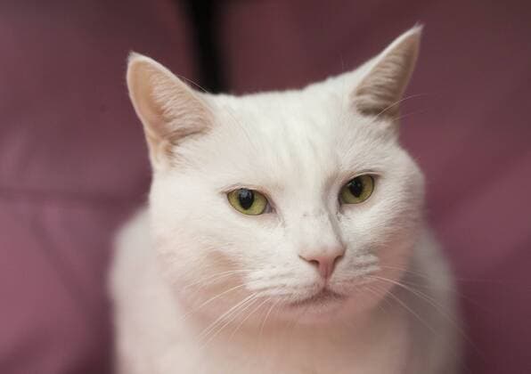 (170828) -- TORONTO, Aug. 28, 2017 -- A pet cat is seen during a cat competition at Canadian National Exhibition in Toronto, Canada, Aug. 27, 2017. More than 125 cats from Canada participated in the competition on Sunday. ) (jmmn) CANADA-TORONTO-CAT SHOW COMPETITION ZouxZheng 