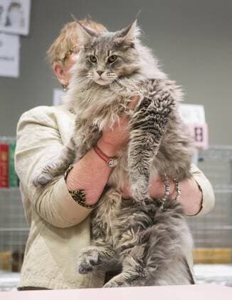 (170828) -- TORONTO, Aug. 28, 2017 -- A member of the judging committee checks a pet cat during a cat competition at Canadian National Exhibition in Toronto, Canada, Aug. 27, 2017. More than 125 cats from Canada participated in the competition on Sunday. ) (jmmn) CANADA-TORONTO-CAT SHOW COMPETITION ZouxZheng 
