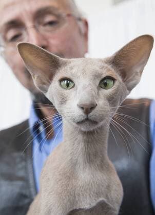 (170828) -- TORONTO, Aug. 28, 2017 -- A pet cat is seen during a cat competition at Canadian National Exhibition in Toronto, Canada, Aug. 27, 2017. More than 125 cats from Canada participated in the competition on Sunday. ) (jmmn) CANADA-TORONTO-CAT SHOW COMPETITION ZouxZheng 