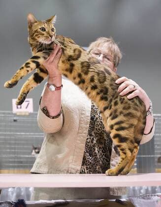 (170828) -- TORONTO, Aug. 28, 2017 -- A member of the judging committee checks a pet cat during a cat competition at Canadian National Exhibition in Toronto, Canada, Aug. 27, 2017. More than 125 cats from Canada participated in the competition on Sunday. ) (jmmn) CANADA-TORONTO-CAT SHOW COMPETITION ZouxZheng 