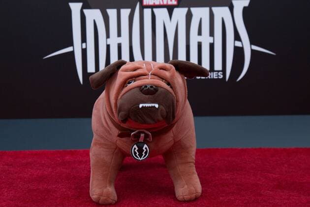 Lockjaw at the World Premiere of Inhumans at Universal CityWalk on August 28, 2017 in Universal City California. USA 2017 The World Premiere of Inhumans at Universal CityWalk in Universal City California.  Copyright: xMSUxStudiox