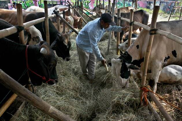 August 29, 2017 - Bekasi District, West Java, Indonesia - Livestock is collected at a livestock sale place in Bekasi, West Java, Indonesia, on Tuesday, August 29, 2017. As Indonesian Muslims prepared for Eid al-Adha or Festival of Sacrifice, Indonesia government urges people to buy livestock for sacrifices that have passed the health examination and labeled HEALTHY from the Departement of Agriculture, as a protecction to consumers to avoid the anthrax, nail and mouth disease. Bekasi District Indonesia  - ZUMAn230 20170829_zaa_n230_042 Copyright: xAdityaxIrawanx