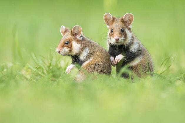  Zwei junge Feldhamster (Cricetus cricetus) sitzen in Wiese, natürlicher Lebensraum, Jungtier, Wildtier, Niederösterreich, Österreich, Europa Copyright: imageBROKER/ChristophxRuisz ibxcru04551273.jpg