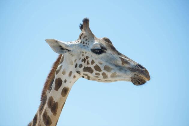 Giraffe Giraffa camelopardalis Portrait Chobe National Park Botswana Zambia Africa Copyright: imageBROKER/AndreyxNekrasov ibxaaa04548396.jpg