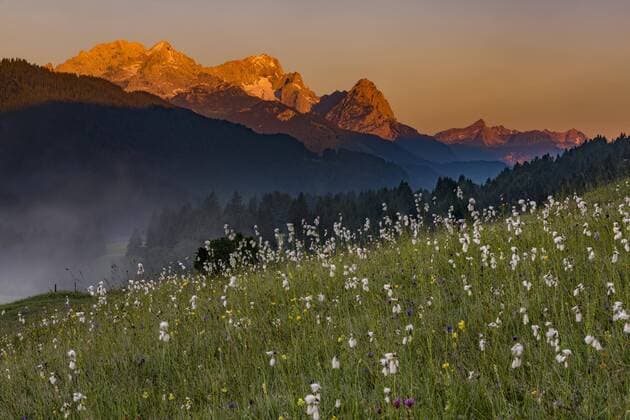 Wollgräser Eriophorum on Mountain meadow at Fog with Zugspitze in Background Kaltenbrunn Upper Bavaria Germany Europe Copyright: imageBROKER/RobertxSeitz ibxsei04539178.jpg