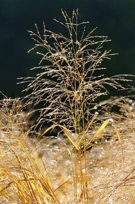  Rutenhirse (Panicum virgatum), Herbstfärbung, Nordrhein-Westfalen, Deutschland, Europa *** Rutenhirse Panicum virgatum Autumn coloring North Rhine Westphalia Germany Europe Copyright: imageBROKER/Frederik ibxrba04562457.jpg