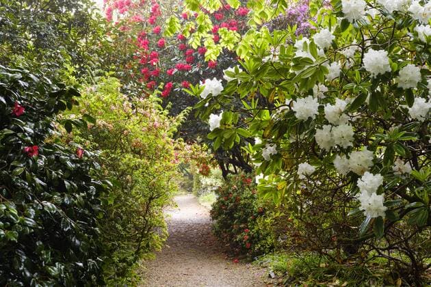 Way through Blooming Rhododendrons Garden at Penzance Cornwall England UK Europe Copyright: imageBROKER/MartinxSiepmann iblman04555285.jpg