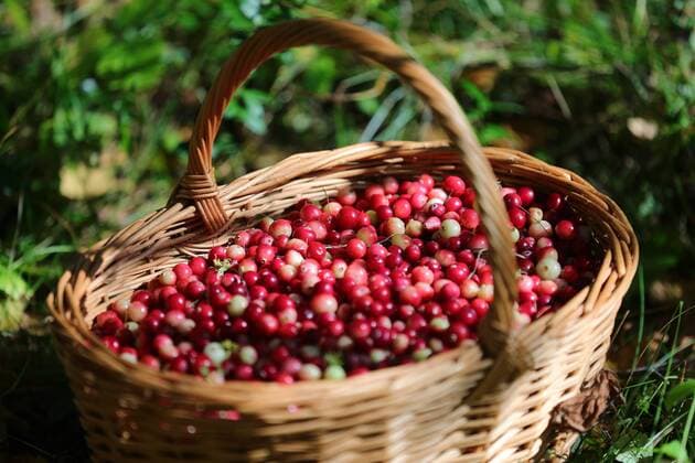 IVANOVO REGION, RUSSIA - SEPTEMBER 15, 2017: A basket with freshly harvested cranberries during a cranberry picking race in bogs. Vladimir Smirnov TASS  TS060445