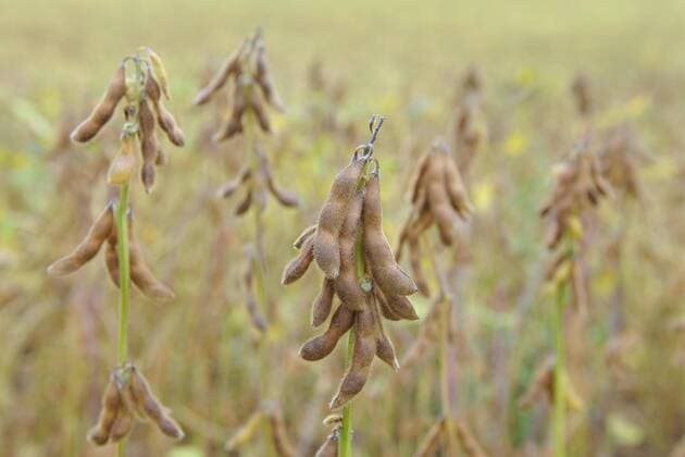 IMAGO Nature: Unsere Erde, Klimawandel, Ernährung, Pflanzen der Zukunft, Soja Landwirtschaft, Soja Anbau Anbau von Soja, Sojapflanzen (Glycine max) mit reifen Schoten, Baden-Württemberg, Deutschland, Europa *** Cultivation from Soybeans Soy Glycine Max with Tires Pods bath Wuerttemberg Germany Europe Copyright: imageBROKER/Lilly ibxtke04561941.jpg