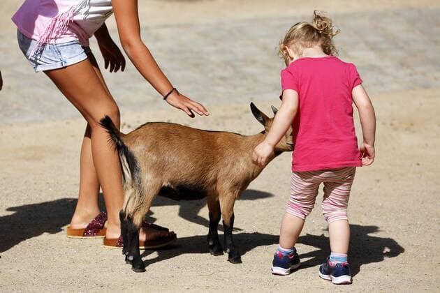 Zoobesucher Children in Petting zoo with a Goat Zoological Garden in Dortmund Bruenninghausen Ruhr area North Rhine Westphalia D Dortmund Ruhr area Westphalia North Rhine Westphalia NRW D Dortmund Bruenninghausen Zoo Dortmund Zoobesucher Children in Petting zoo with a Goat D Dortmund Ruhr Area Westphalia North Rhine Westphalia NRW D Dortmund Bruenninghausen Zoological Garden Dortmund zoogoers Children in a Petting Zoo With a GOAT