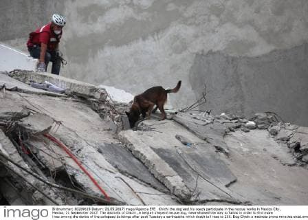 Chichi the dog and his coach participate in the rescue works in Mexico City, Mexico, 21 September 2017. The instincts of Chichi , a belgian sheperd rescue dog, have showed the way to follow in order to find more lives among the derbis of the collapsed buildings after past Tuesday s earthquake which death toll rose to 250. Dog Chichi s instincts prove miracles exist among the derbis !ACHTUNG: NUR REDAKTIONELLE NUTZUNG!  Copyright: xSáshenkaxGutiérrezx CMX002 20170921-636416349078113079