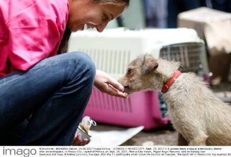 (170925) -- MEXICO CITY, Sept. 25, 2017 -- A woman feeds a dog at a temporary shelter after an earthquake, in Mexico City, capital of Mexico, on Sept. 24, 2017. Mexico City mayor, Miguel Angel Mancera, said on Sunday that there was still hope of finding survivors, five days after the 7.1 earthquake which shook the country on Tuesday. The death toll in Mexico City has reached 181 people, out of 319 dead nationwide. Francisco Canedo) (da) (rtg) MEXICO-MEXICO CITY-ENVIRONMENT-EARTHQUAKE carolinaxendaraxarms