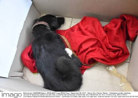 September 25, 2017 - Mexico City, Mexico, Mexico - Volunteers provide veterinary services at temporary shelters for pets that survived at the Earthquake of September 19 on September 25, 2017 in Mexico City, Mexico Mexico City Mexico  - ZUMAn230 20170925_zaa_n230_541 Copyright: xCarlosxTischlerx