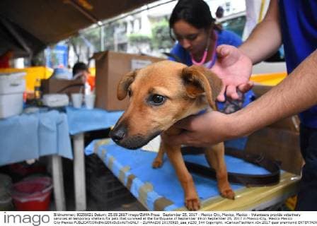 September 25, 2017 - Mexico City, Mexico, Mexico - Volunteers provide veterinary services at temporary shelters for pets that survived at the Earthquake of September 19 on September 25, 2017 in Mexico City, Mexico Mexico City Mexico  - ZUMAn230 20170925_zaa_n230_544 Copyright: xCarlosxTischlerx