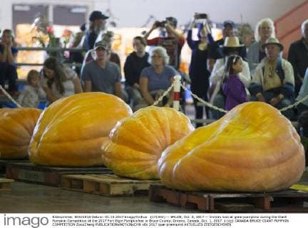 (171002) -- BRUCE, Oct. 2, 2017 -- Visitors look at giant pumpkins during the Giant Pumpkin Competition at the 2017 Port Elgin Pumpkinfest in Bruce County, Ontario, Canada, Oct. 1, 2017. ) (djj) CANADA-BRUCE-GIANT PUMPKIN COMPETITION ZouxZheng 