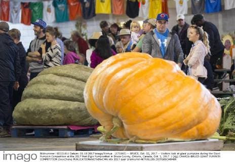 (171002) -- BRUCE, Oct. 02, 2017 -- Visitors look at giant pumpkins during the Giant Pumpkin Competition at the 2017 Port Elgin Pumpkinfest in Bruce County, Ontario, Canada, Oct. 1, 2017. ) (djj) CANADA-BRUCE-GIANT PUMPKIN COMPETITION ZouxZheng 