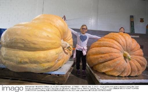 (171002) -- BRUCE, Oct. 2, 2017 -- A girl poses with giant pumpkins during the Giant Pumpkin Competition at the 2017 Port Elgin Pumpkinfest in Bruce County, Ontario, Canada, Oct. 1, 2017. ) (djj) CANADA-BRUCE-GIANT PUMPKIN COMPETITION ZouxZheng 