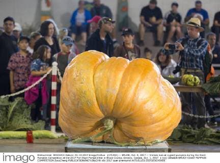 (171002) -- BRUCE, Oct. 2, 2017 -- Visitors look at a giant pumpkin during the Giant Pumpkin Competition at the 2017 Port Elgin Pumpkinfest in Bruce County, Ontario, Canada, Oct. 1, 2017. ) (djj) CANADA-BRUCE-GIANT PUMPKIN COMPETITION ZouxZheng 