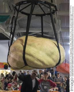 (171002) -- BRUCE, Oct. 2, 2017 -- A man cleans up a giant pumpkin before weighing during the Giant Pumpkin Competition at the 2017 Port Elgin Pumpkinfest in Bruce County, Ontario, Canada, Oct. 1, 2017. ) (djj) CANADA-BRUCE-GIANT PUMPKIN COMPETITION ZouxZheng 