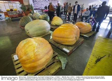(171002) -- BRUCE, Oct. 2, 2017 -- Visitors look at giant pumpkins during the Giant Pumpkin Competition at the 2017 Port Elgin Pumpkinfest in Bruce County, Ontario, Canada, Oct. 1, 2017. ) (djj) CANADA-BRUCE-GIANT PUMPKIN COMPETITION ZouxZheng 