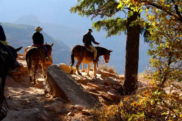 North America USA Arizona Grand Canyon National Park North Rim North Kaibab Trail mule ride into Bright Angel Canyon  Copyright: x