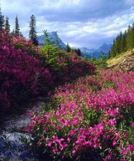 Wildflowers in Banff National Park, Alberta, Canada  Copyright: xwww.DanitaDelimont.com Wildflowers in Banff National Park