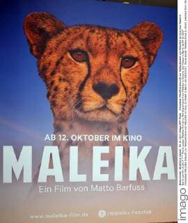 Movie poster Maleika Arrival to World premiere from Maleika in Cinema Zoo Palace in Berlin at 04 10 2017