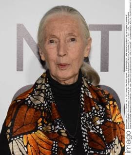 Primatologist Dr. Jane Goodall arrives at the Los Angeles Premiere of National Geographic Documentary Films Jane at the Hollywood Bowl in Hollywood, California on October 9, 2017. 2017 - USA - The Los Angeles Preiere of National Geographic Documentary Films Jane .  Copyright: xBillyxBennightxIIx