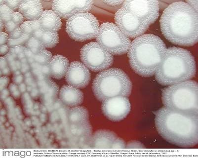 Bacillus anthracis Avirulent Pasteur Strain, Non-hemolytic on sheep blood agar, B. anthracis Colony Characteristics:. Image courtesy CDC Courtesy of Larry Stauffer, Oregon State Public Health Laboratory, 2002. 1023_04_66014final