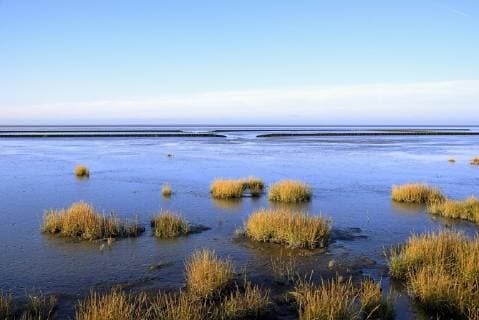 Strandpflanzen Pioneer plants for the Coastal fortifications Norddeich Lower Saxony Germany Europe Copyright: imageBROKER/Frederik ibxrba04586163.jpg