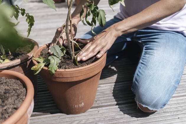 Woman caring for plants on balcony model released Symbolfoto property released  JOSF01555