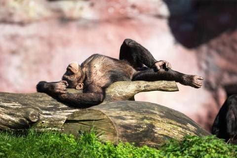 Gelsenkirchen a Chimpanzee is on a Tree and raekelt to in the Sun in the Zoom Adventure World Gelsenkirchen 15 10 2017 Copyright: xMarioxHommesx Eibner-Pressefotox EP_mhs