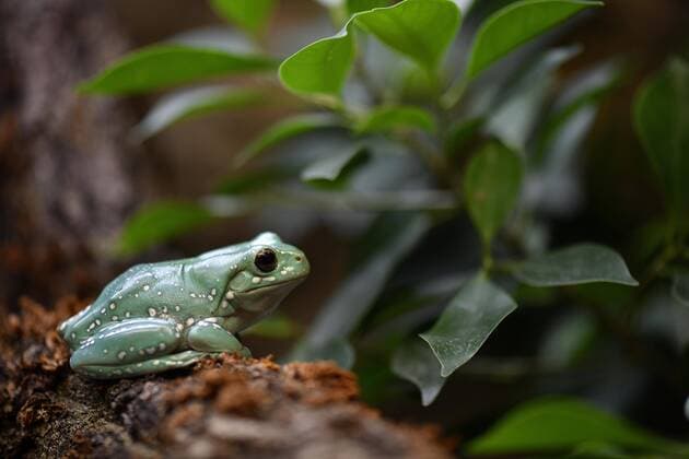 Coral fingers Tree frog Litoria Captive Copyright: imageBROKER/MichaelxWeber ibximw04590530.jpg