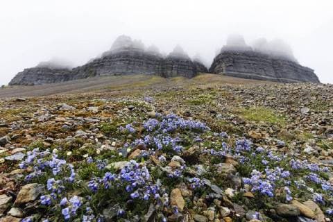Skansen in Billefjorden, Jacob s ladder flower (Polemonium caeruleum), Spitsbergen, Svalbard, Arctic, Norway, Europe Copyright: ChristianxKober 733-7519
