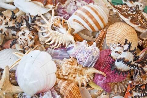 seashells  1093503535