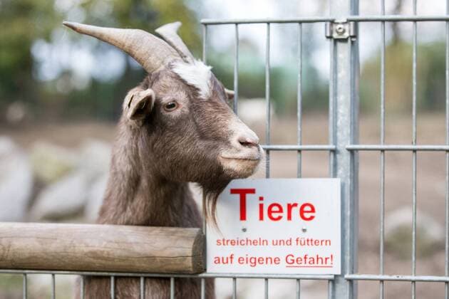 Goat Domestic goat looks on her Enclosure and at Fence hang a Shield with the Inscription Animals Stroking and feed on own Danger in Zoo Fauna Theme image Symbol image Goat Shield Animals Stroking and feed on own Danger 03 11 17 Solingen NRW Germany Zoo Fauna Copyright: xcdnx