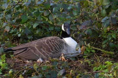 Kanadagans, Kanada-Gans (Branta canadensis), bruetend, Deutschland, NRW Canada goose (Branta canadensis), breeding, Germany, North Rhine-Westphalia BLWS466827 Copyright: xblickwinkel H.xPieperx