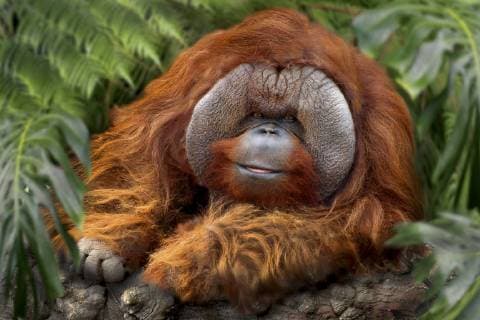 Orang-Utan, Orangutan, Orang Utan (Pongo pygmaeus), gut gelauntes Maennchen, Indonesien, Borneo orang-utan, orangutan, orang-outang (Pongo pygmaeus), good-humored male, Indonesia, Borneo BLWS467412 Copyright: xblickwinkel H.xSchmidbauerx