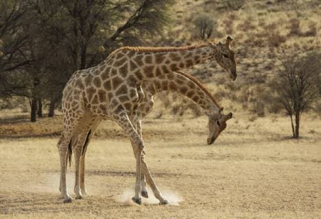Kapgiraffen Giraffa Giraffa Giraffa Fighting Males in Dry Auob Riverbed Kalahari Desert Kgalagadi Trans-Frontier Park South Africa Copyright: imageBROKER/ThomasxDressler ibxtdr04592465.jpg