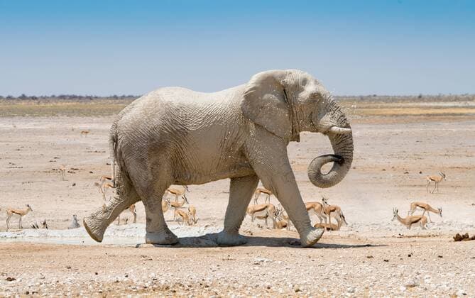 a Elephant Notes a Mud to a Water hole in Etosha National Park Namibia to Elephant Takes a Mud Bath AT a Water Hole in Etosha National Park Namibia  1076400519