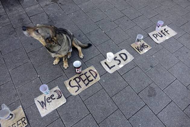 23.09.2017, Hamburg, Schanzenviertel, Hansestadt Hamburg, Geldsammelbecher und Hund in Hamburg, Hamburg, Schanzenviertel, Obdachlose, obdachlos, arm, Armut, Hund, sammeln, Geld, Euro, Becher, Sammelbecher, Schilder, Bier, Beer, Weed, Gras, Speed, Droge, Amphetamin, LSD, Koks, Kokain, Puff, Prostitution, Sex *** 23 09 2017 Hamburg Schanzenviertel Hanseatic city Hamburg and Dog in Hamburg Hamburg Schanzenviertel Homeless homeless Poor Poverty Dog Collecting Money Euro Cups Sammelbecher Signs Beer Beer WEED Grass Speed Drug Amphetamine LSD Coke Cocaine Puff Prostitution Sex