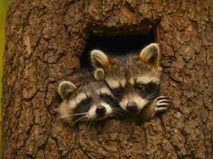 Bilder des Tages Waschbaer (Procyon lotor), zwei Waschbaeren schauen zusammen aus einer Baumhoehle, Portaet, Deutschland, Bayern common raccoon (Procyon lotor), two raccoons looking together out a tree hole, portrait, Germany, Bavaria BLWS467964 Copyright: xblickwinkel S.xMeyersx