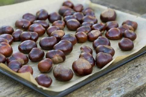 IMAGO Creative: Herbst, Kastanien sammeln Gewoehnliche Rosskastanie, Gemeine Rosskastanie (Aesculus hippocastanum), Rosskastanien werden getrocknet, Deutschland common horse chestnut (Aesculus hippocastanum), Horse Chestnuts are dried, Germany BLWS468313 Copyright: xblickwinkel F.xHeckerx