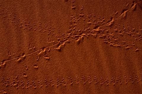 Tierspuren im Wuestensand, Namibia, Sossusvlei, Namib Naukluft Nationalpark tracks in desert sand, Namibia, Sossusvlei, Namib Naukluft National Park BLWS468232 Copyright: xblickwinkel R.xLammersx