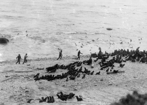 Seals, flopping aimlessly like a flock of frightened sheep, attempt to escape from Soviet hunters on the beach of the Commander Islands, a group of the Bering Sea coast ,off Kamchatka, USSR. Other seals have escaped into the surf. Soviets have made the island a breeding ground for value for bearing animals, particularly seals. 24 October 1938, Russia Federation Copyright: Topfoto  UnitedArchivesEU057699