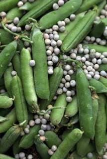IMAGO Nature: Unsere Erde, Klimawandel, Ernährung, Pflanzen der Zukunft, Futtererbse 13.07.2017, Berlin, GER - Huelsenfruechte und Samen von Erbsen. (Berlin, Botanik, botanisch, deutsch, Deutschland, Erbsen, Ernaehrung, Ernährung, Europa, europaeisch, europäisch, Gartenerbse, Gemuese, Gemüse, gruen, grün, HF, Hochformat, Huelsenfruechte, Hülsenfrüchte, innen, Innenaufnahme, Nahrung, Natur, niemand, Pisum sativum, Samen, Speiseerbse, Stilleben, Stillife, Westeuropa, Wirtschaft) 170713D829BERLIN.JPG *** 13 07 2017 Berlin GER Fresh fruit and vegetables peas peasse noodles Vegetable Europe pea legume foodstuff vegetable pea legume nature nobody pisum sativum seeds still life still life vegetable Western peas Vegetable 170713D829BERLIN JPG