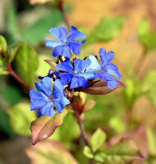 Bleiwurz, Cerastostigma, Wiimottiana, Heilpflanze Leadwort, Cerastostigma, Wiimottiana *** Leadwort Cerastostigma Wiimottiana medicinal plant Leadwort Cerastostigma Wiimottiana