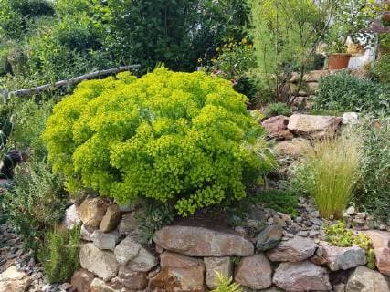 Steingarten, Steppenwolfsmilch, Euphorbia, seguieriana Rock garden, steppe milkweed, euphorbia *** Rock garden Steppe milkweed Euphorbia seguieriana Rock garden steppe milkweed euphorbia